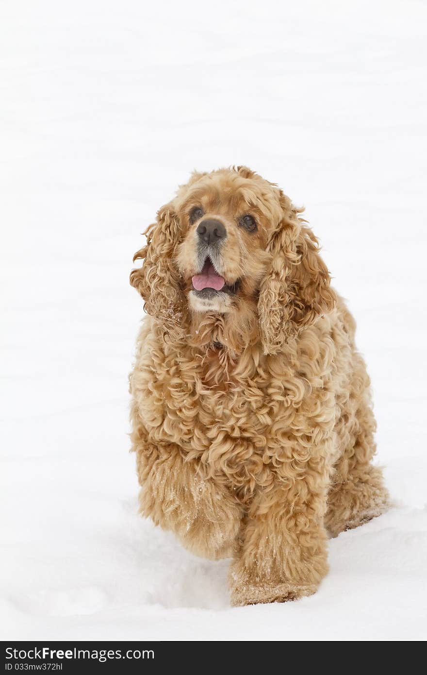 Red Spaniel Dog