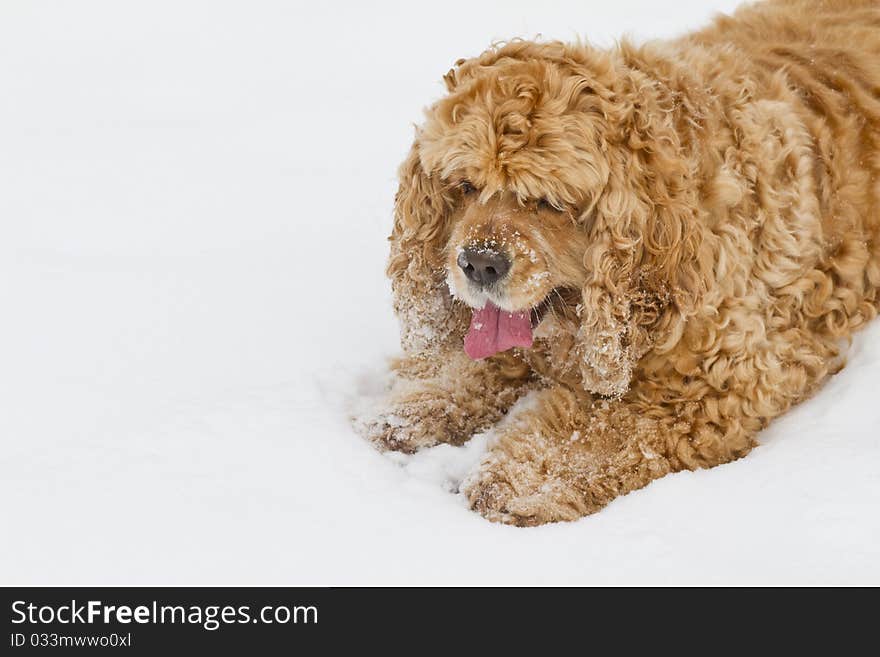 Red spaniel dog