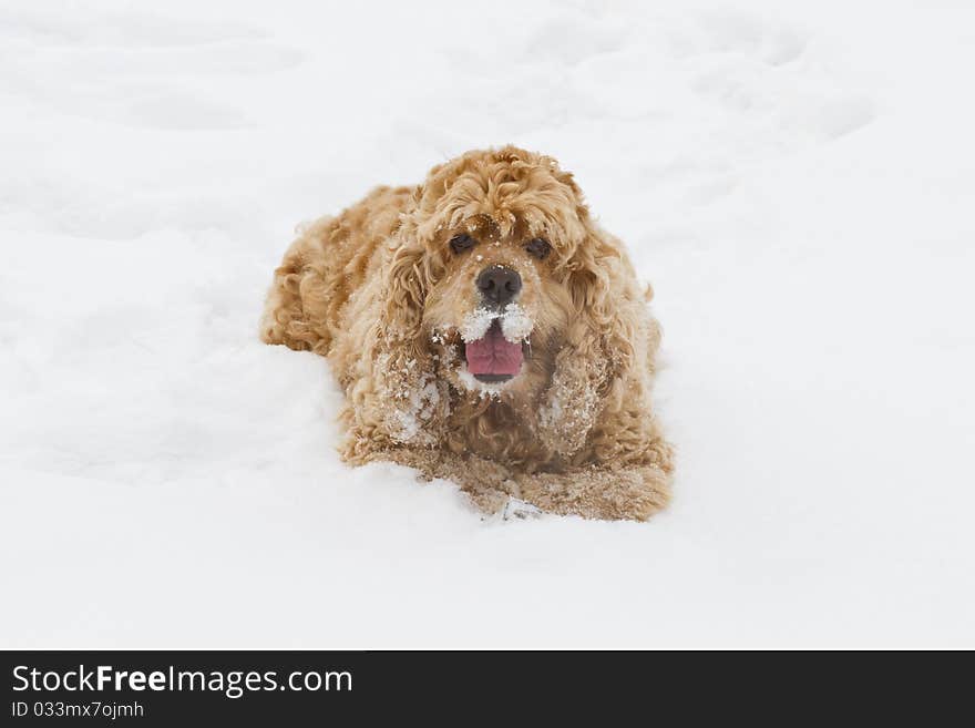 Red Spaniel Dog