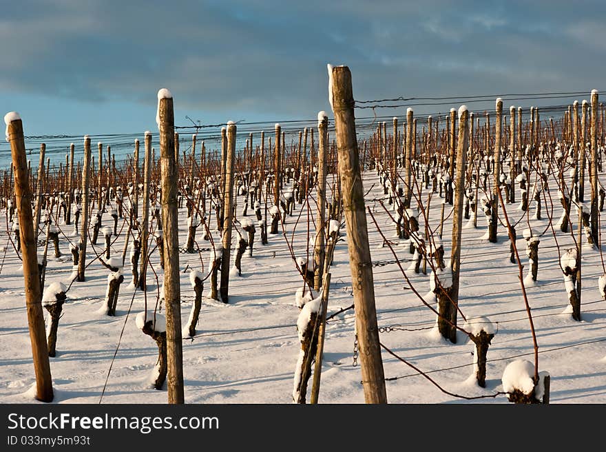 Vineyard At Winter