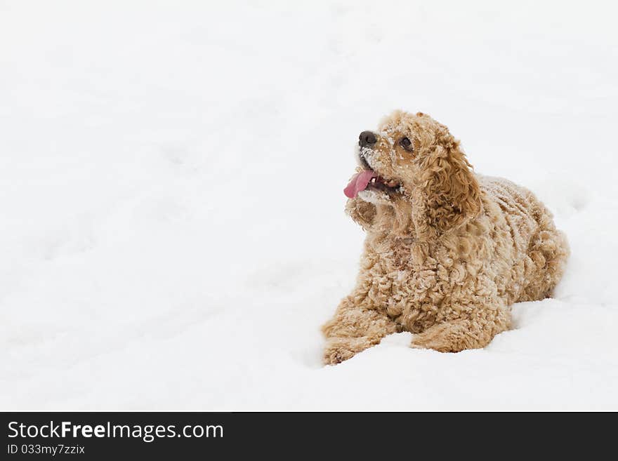 Red spaniel dog play in the snow in winter looks requests have