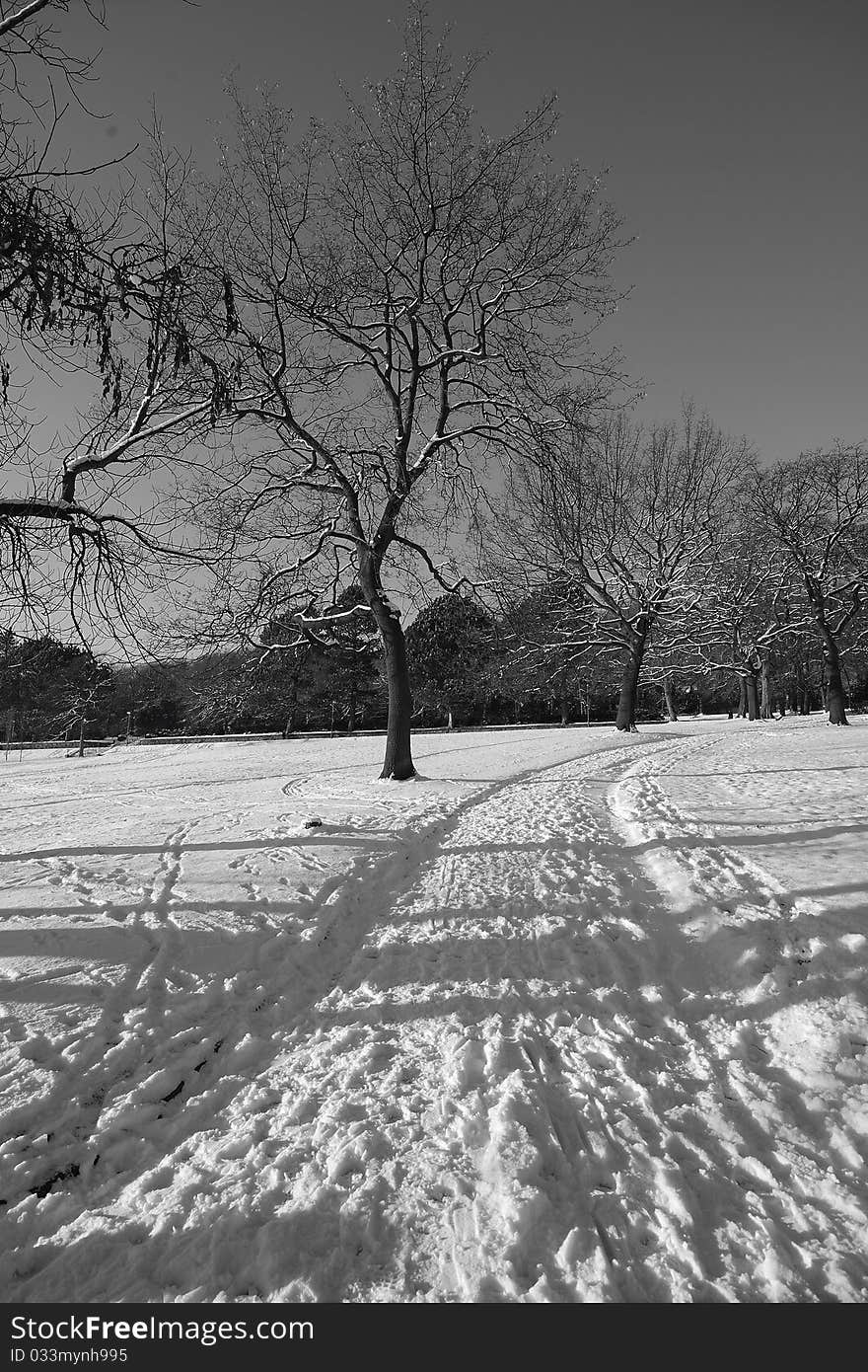 Winter Tracks