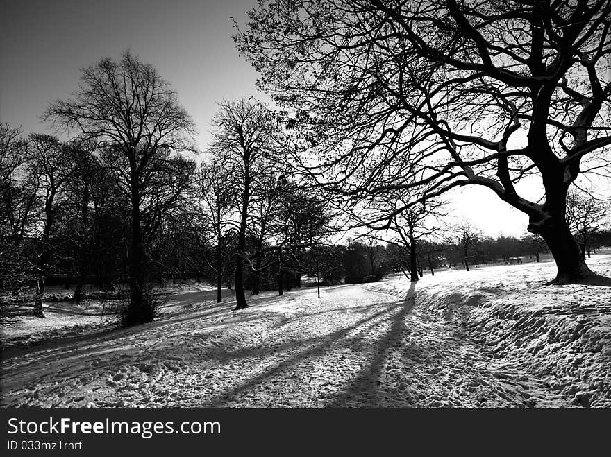 Winter Tracks