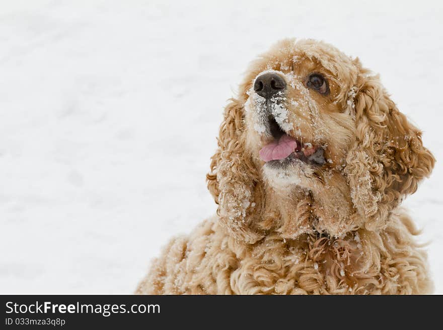 Red spaniel dog