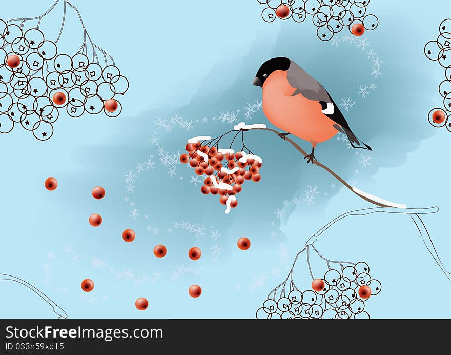 Bullfinch on ashberry