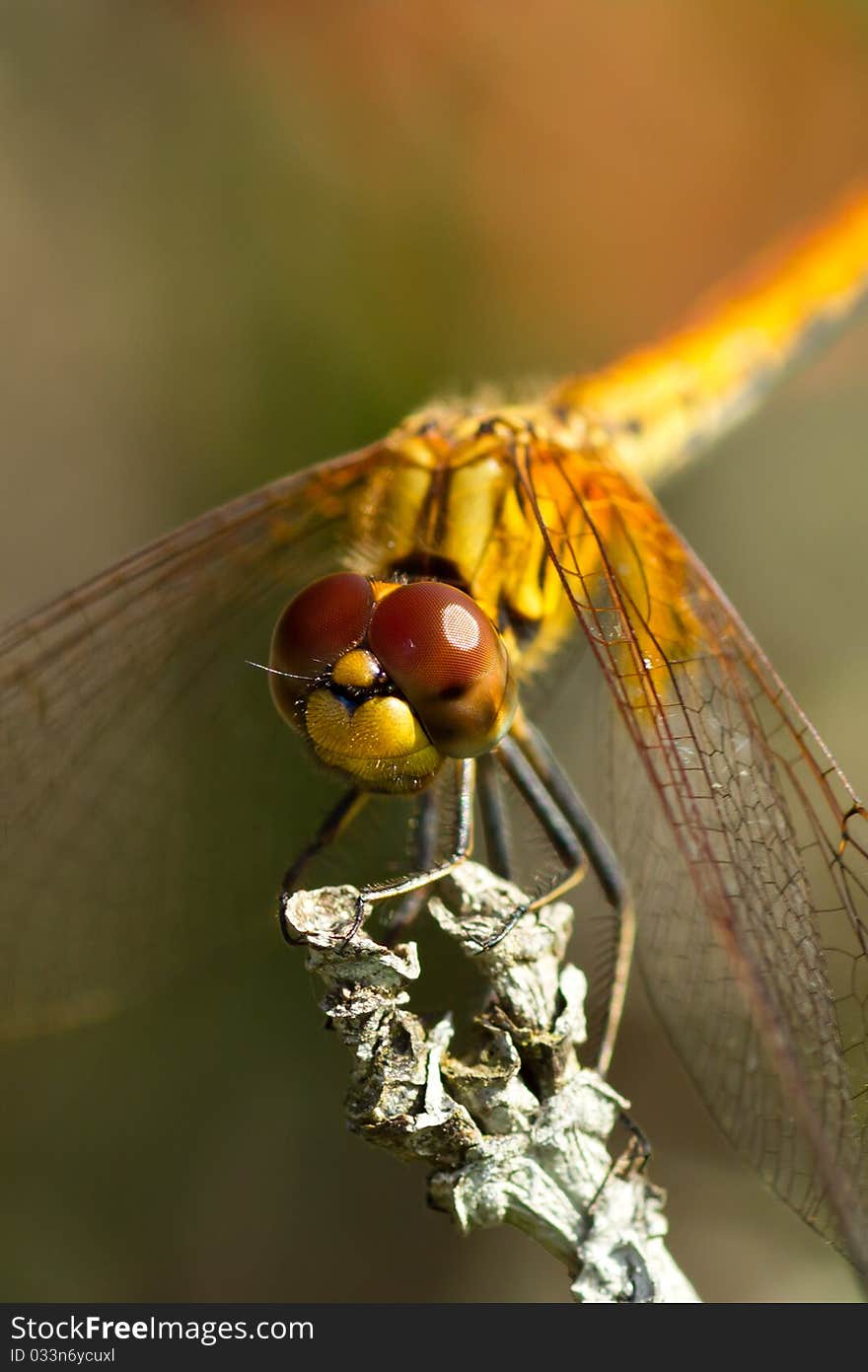 Dragonfly resting on plant stalk