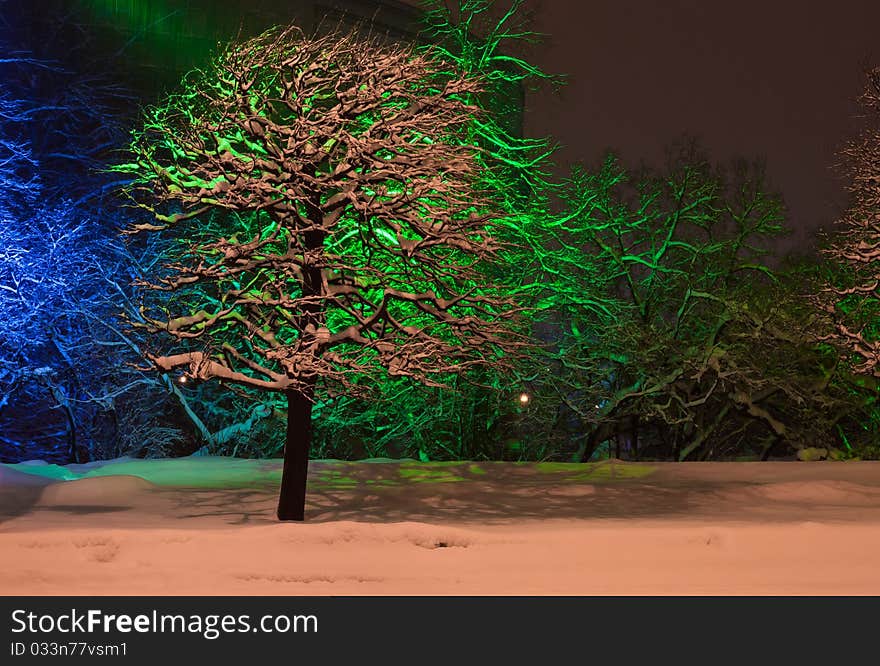 Snow-covered trees with color illumination at night in winter. Snow-covered trees with color illumination at night in winter