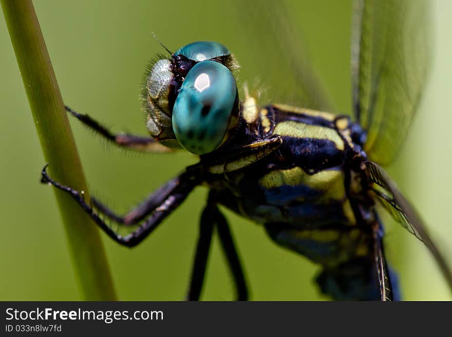 Close-up of dragonfly resting on plant stalk