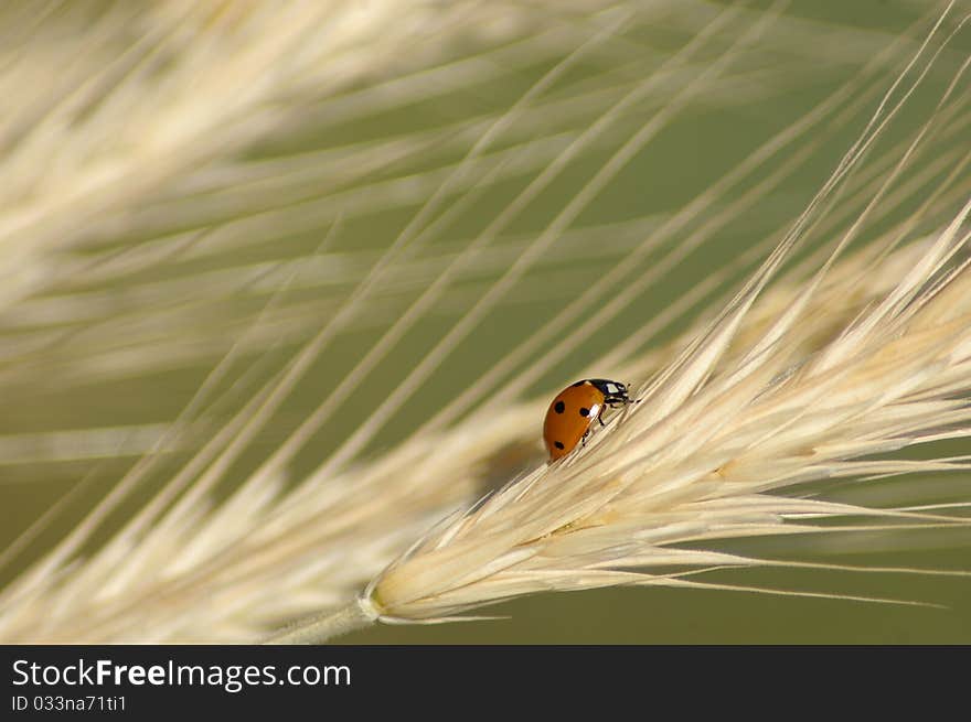 Ladybug on a rye ear