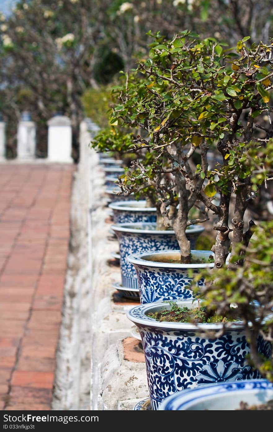 Bonsai decorate at zen garden