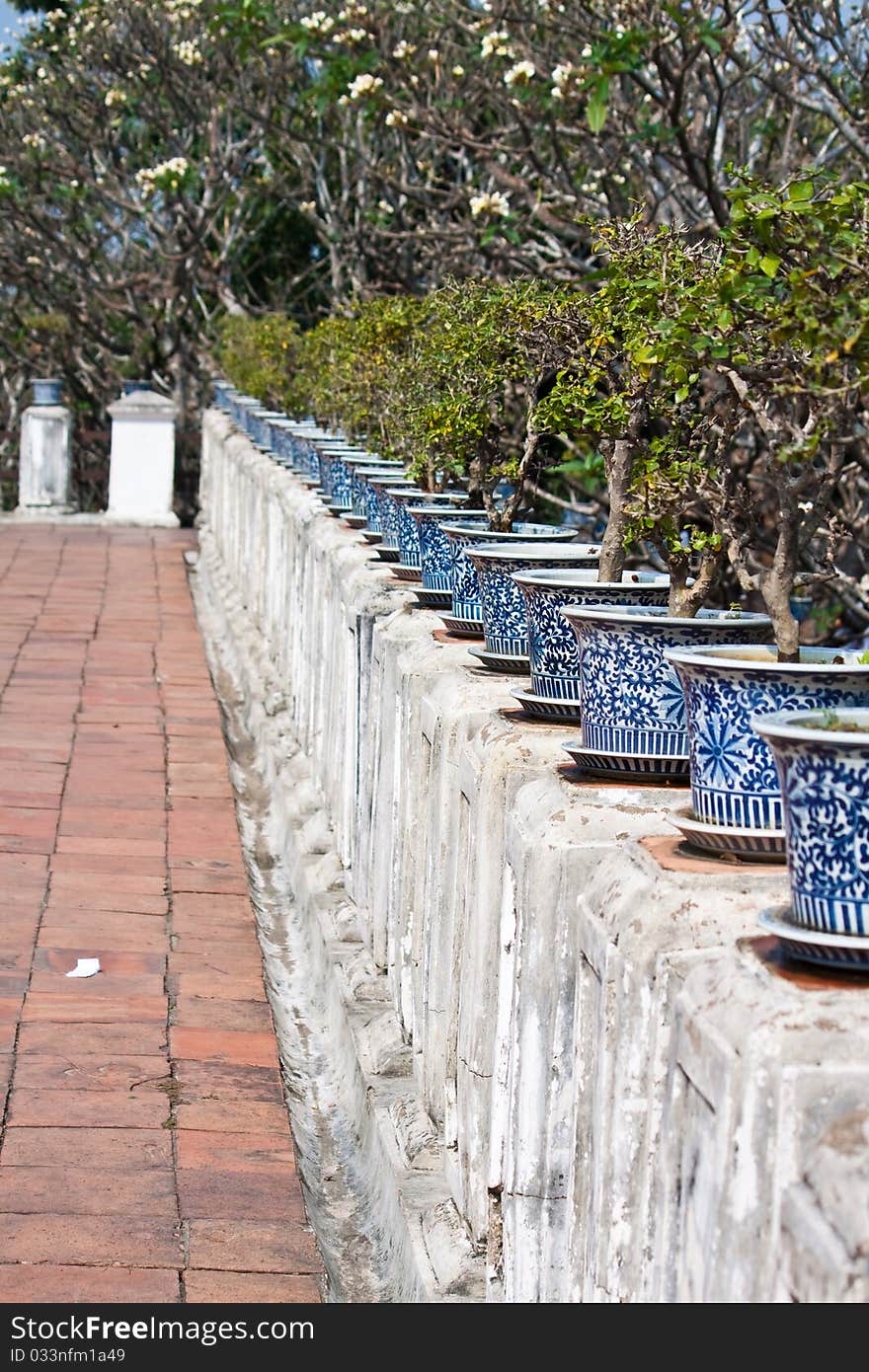 Bonsai decorate at zen garden