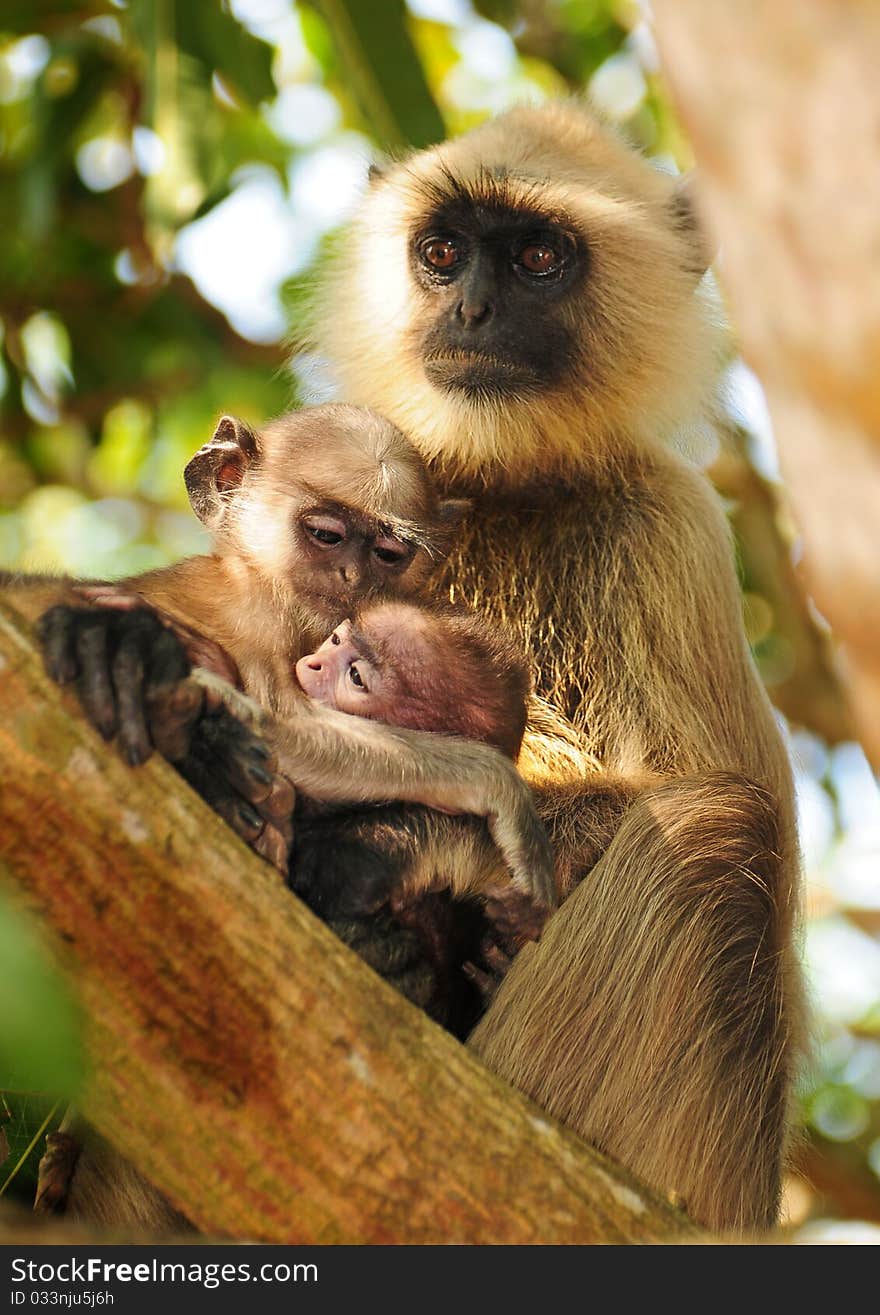 A touching moment showing the family bond in primates. Langur mother with her two children.