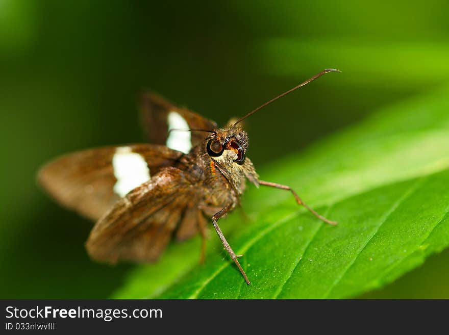 Moth on the leaf