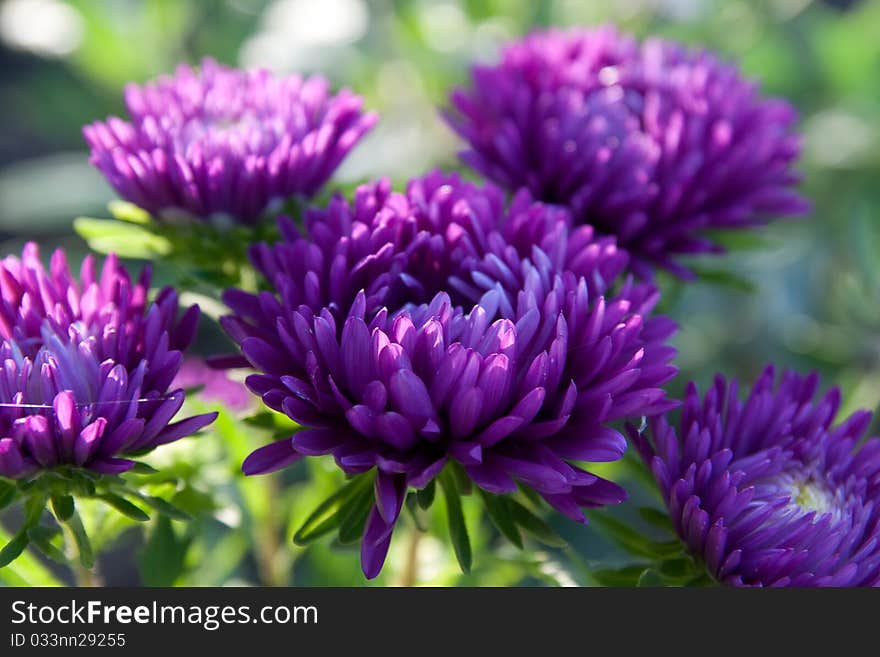 Beautiful flower garden with a blurred background