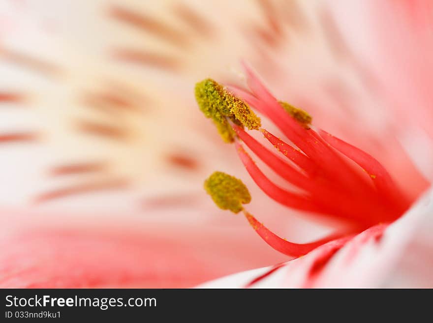 Macro beautiful flower to the background image with a blurred background