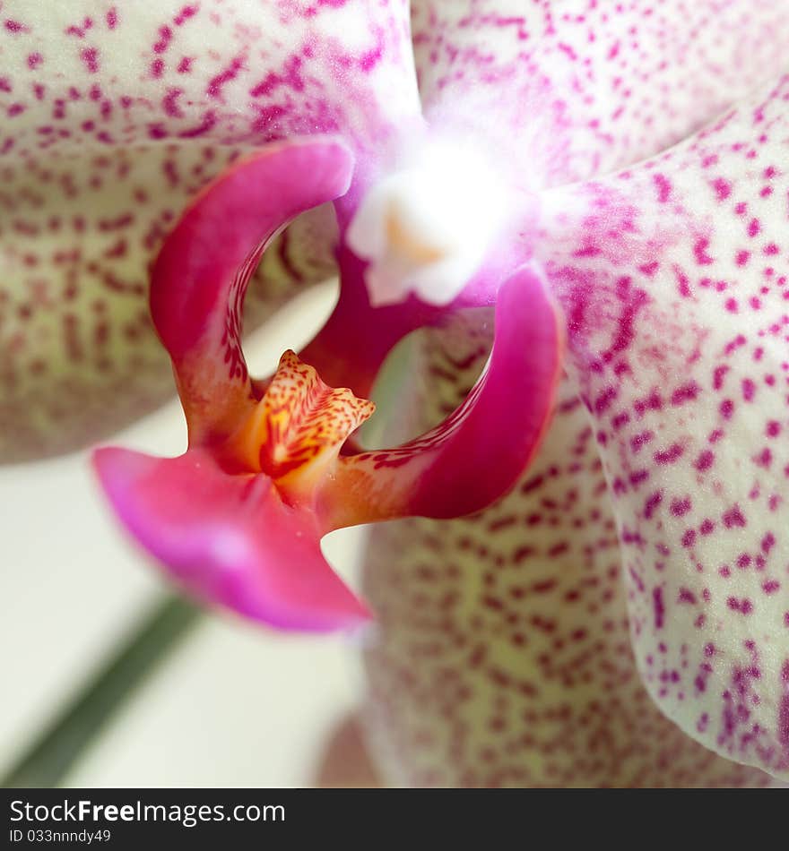 Orchid