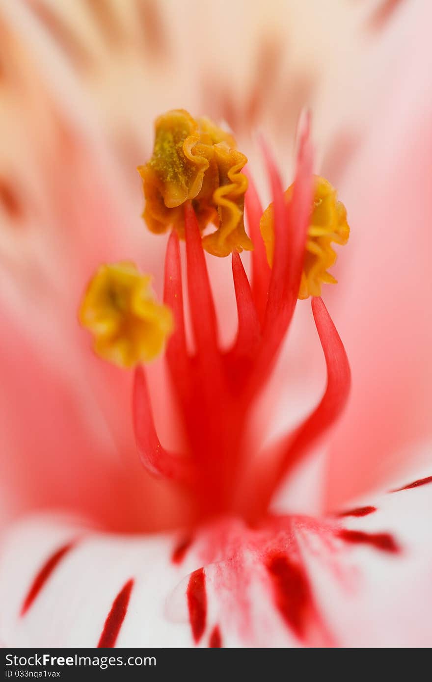 Macro beautiful flower to the background image with a blurred background