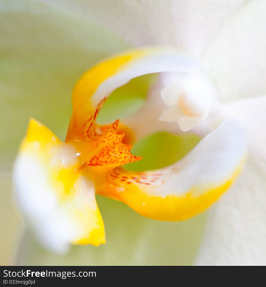 Orchid