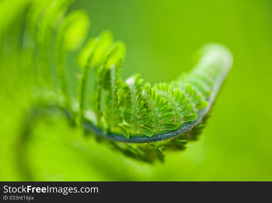 Fresh green leaves of a fern in the blurry background. Fresh green leaves of a fern in the blurry background