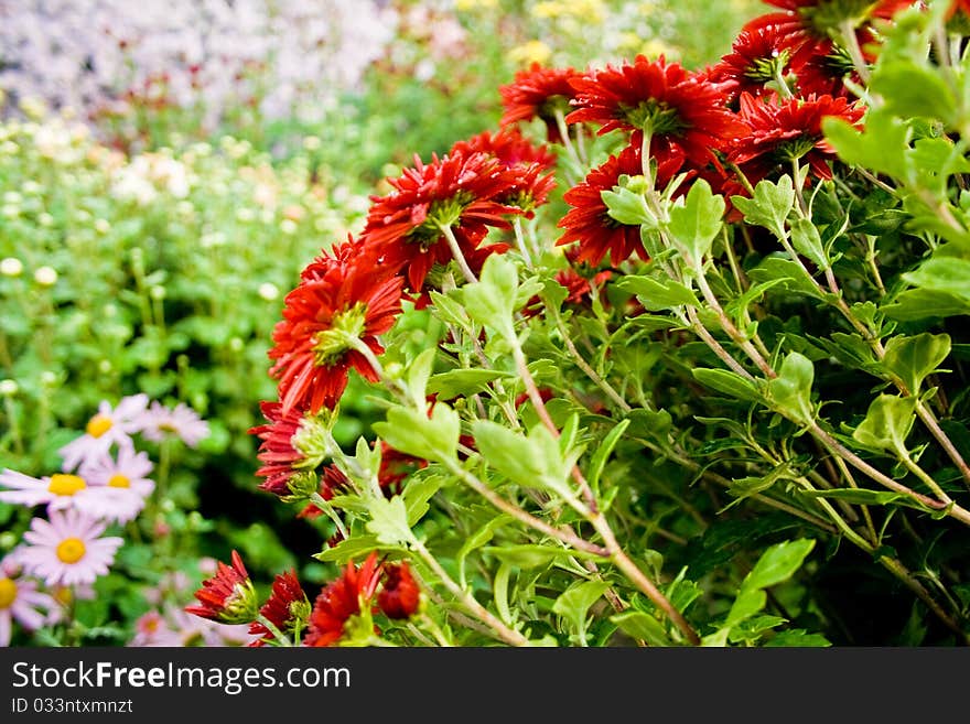 Many beautiful flowers