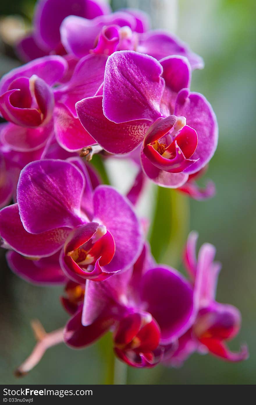 Orchid