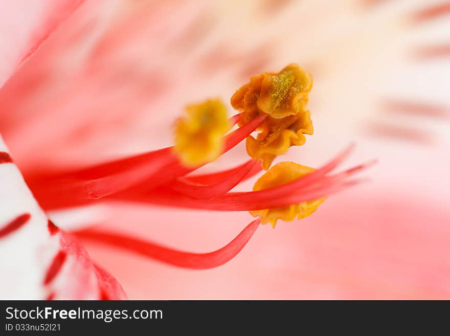 Macro beautiful flower to the background image with a blurred background