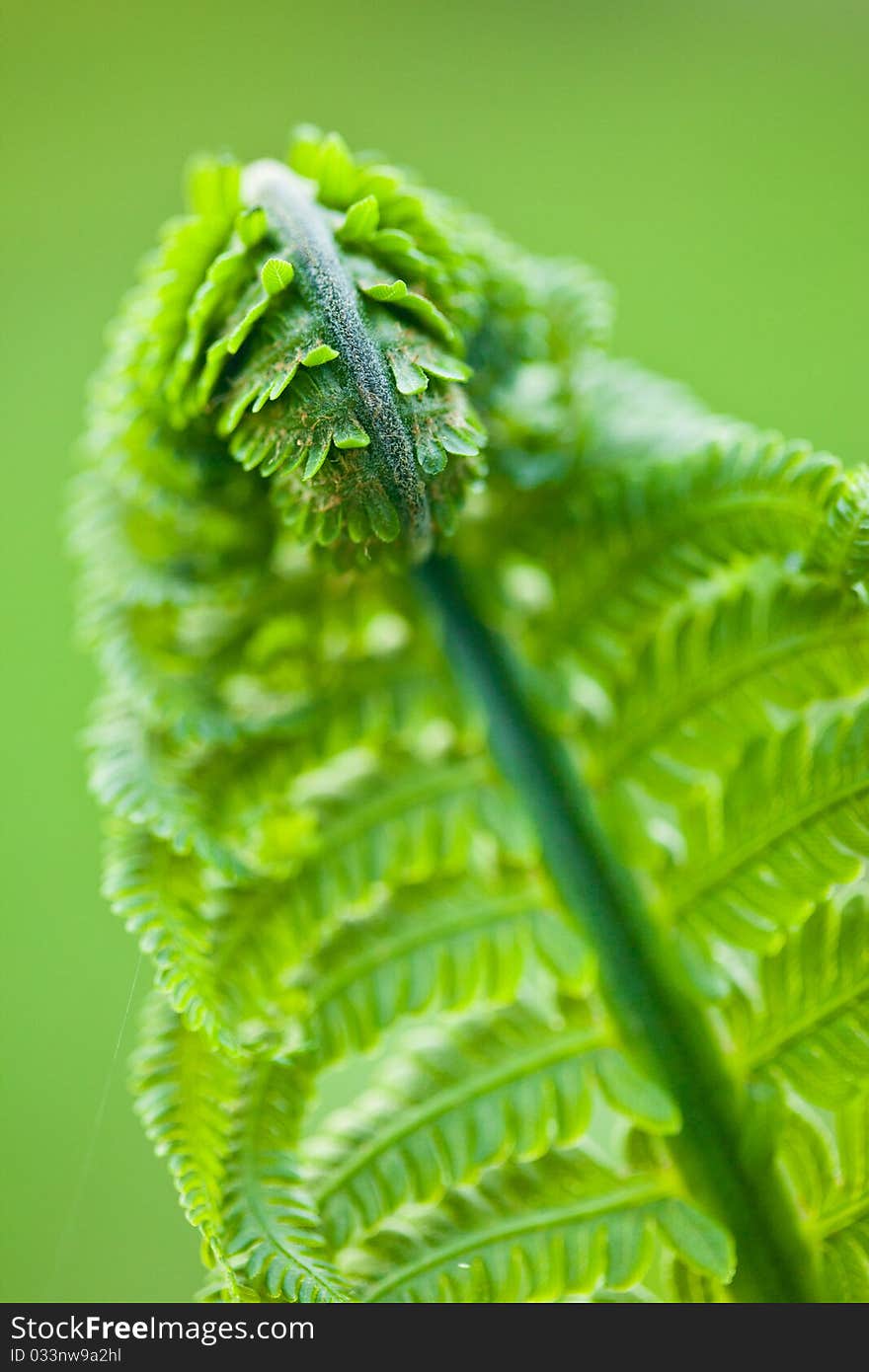 Fresh green leaves of a fern in the blurry background. Fresh green leaves of a fern in the blurry background