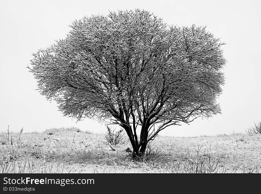 Lonely winter tree branches covered with snow