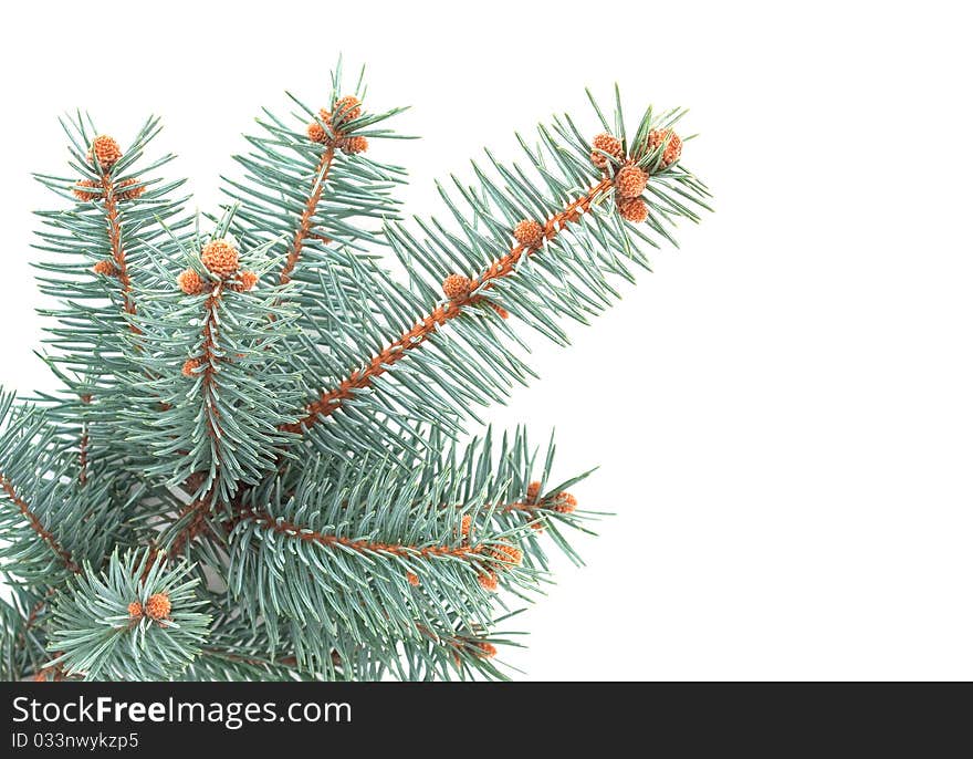 Blue spruce branch