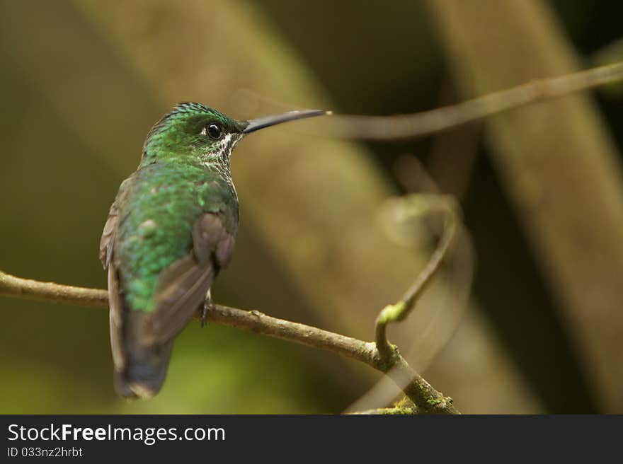 White-throated Mountain-Gem Hummingbird in tropical rain forest