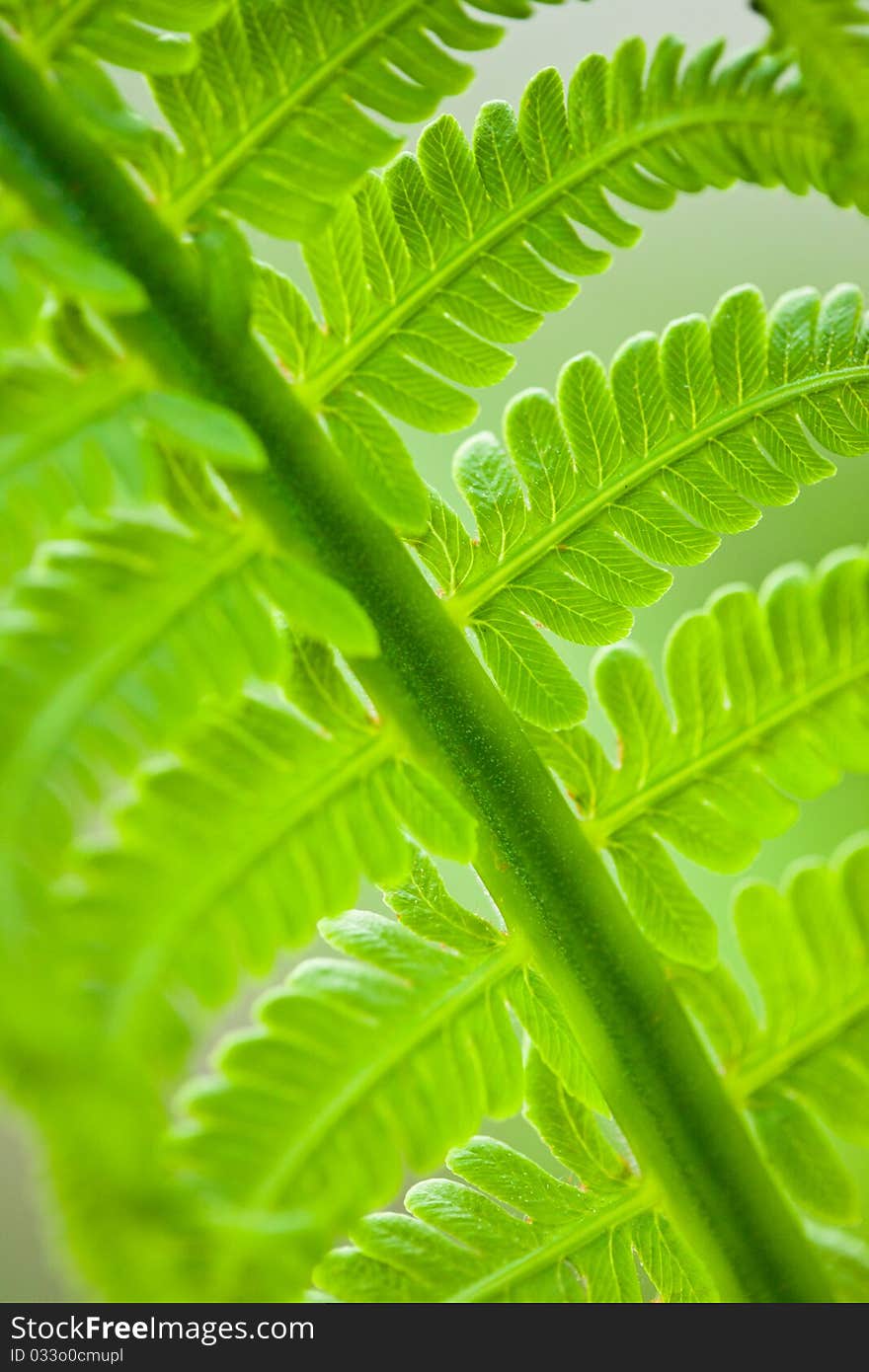 Fresh green leaves of a fern in the blurry background. Fresh green leaves of a fern in the blurry background