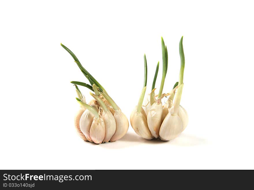 Garlic cloves with sprouts