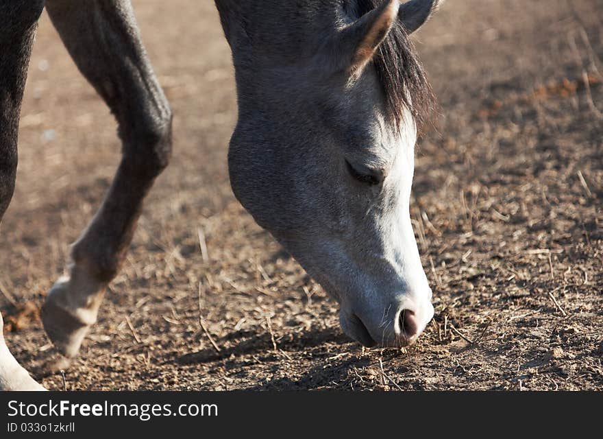 The horse of an interesting color eats the dried up grass on a glade. The horse of an interesting color eats the dried up grass on a glade