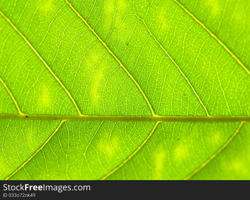 Close up of a green leaf