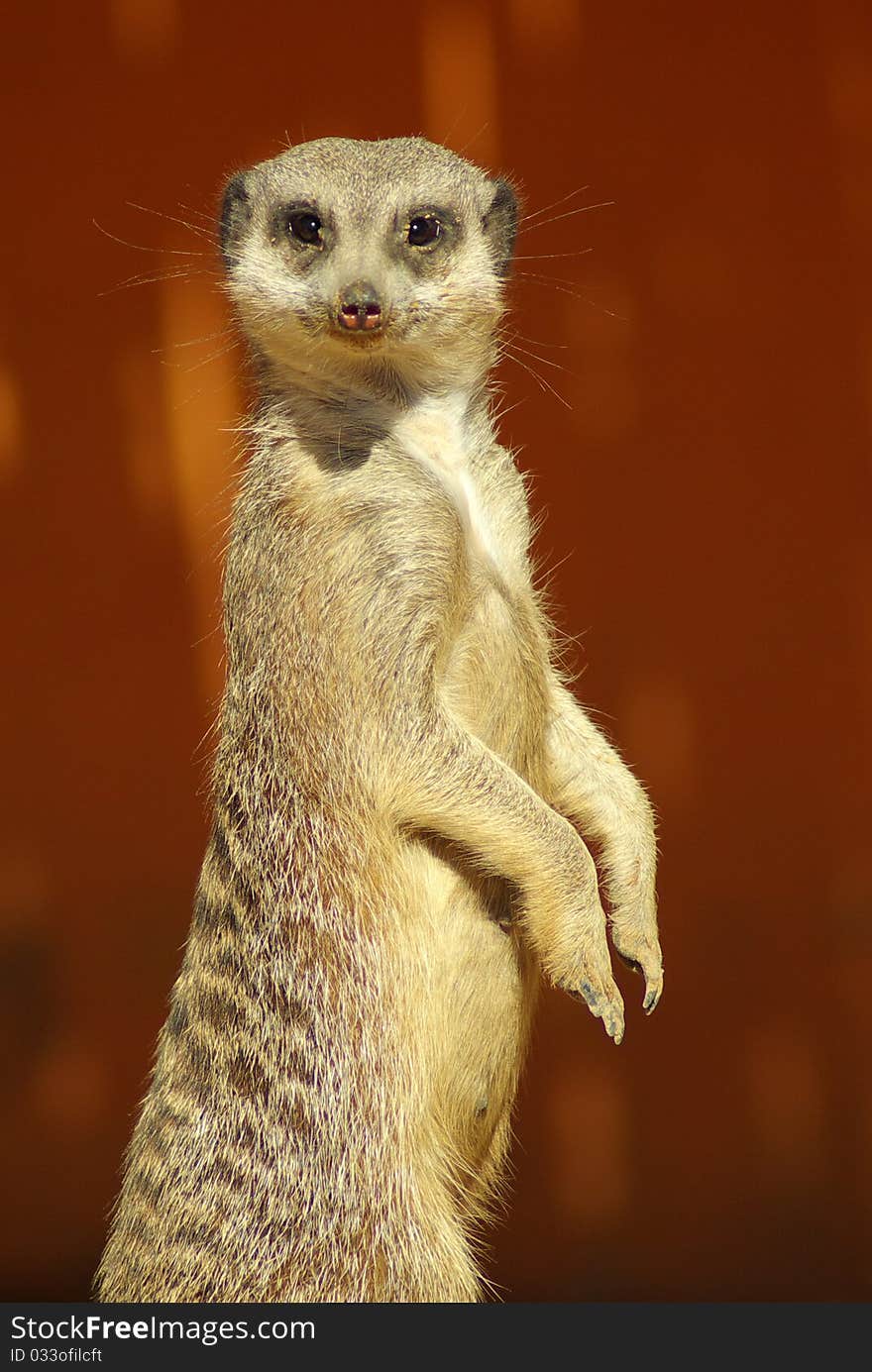 Watchful meerkat