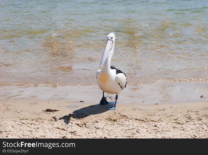 Lone pelican on beach shore