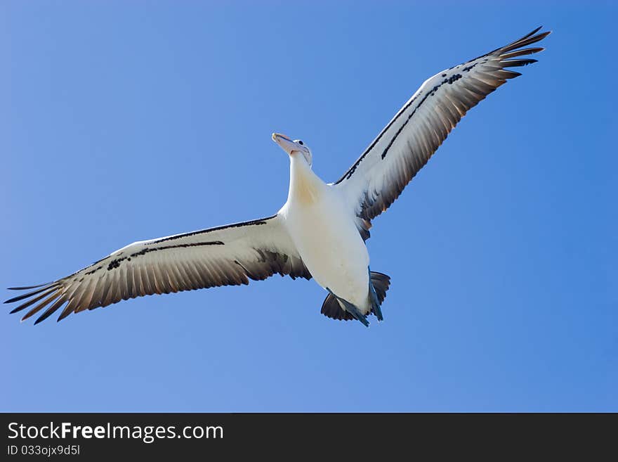 Flying Pelican Against Blue Sky