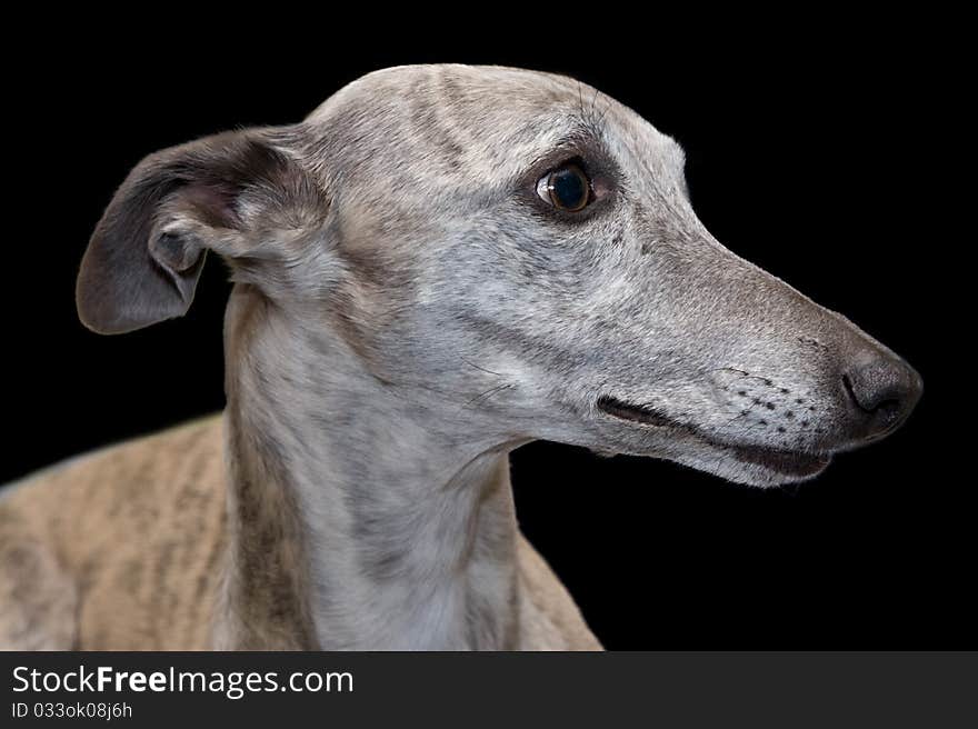 Grey brindle whippet on black background