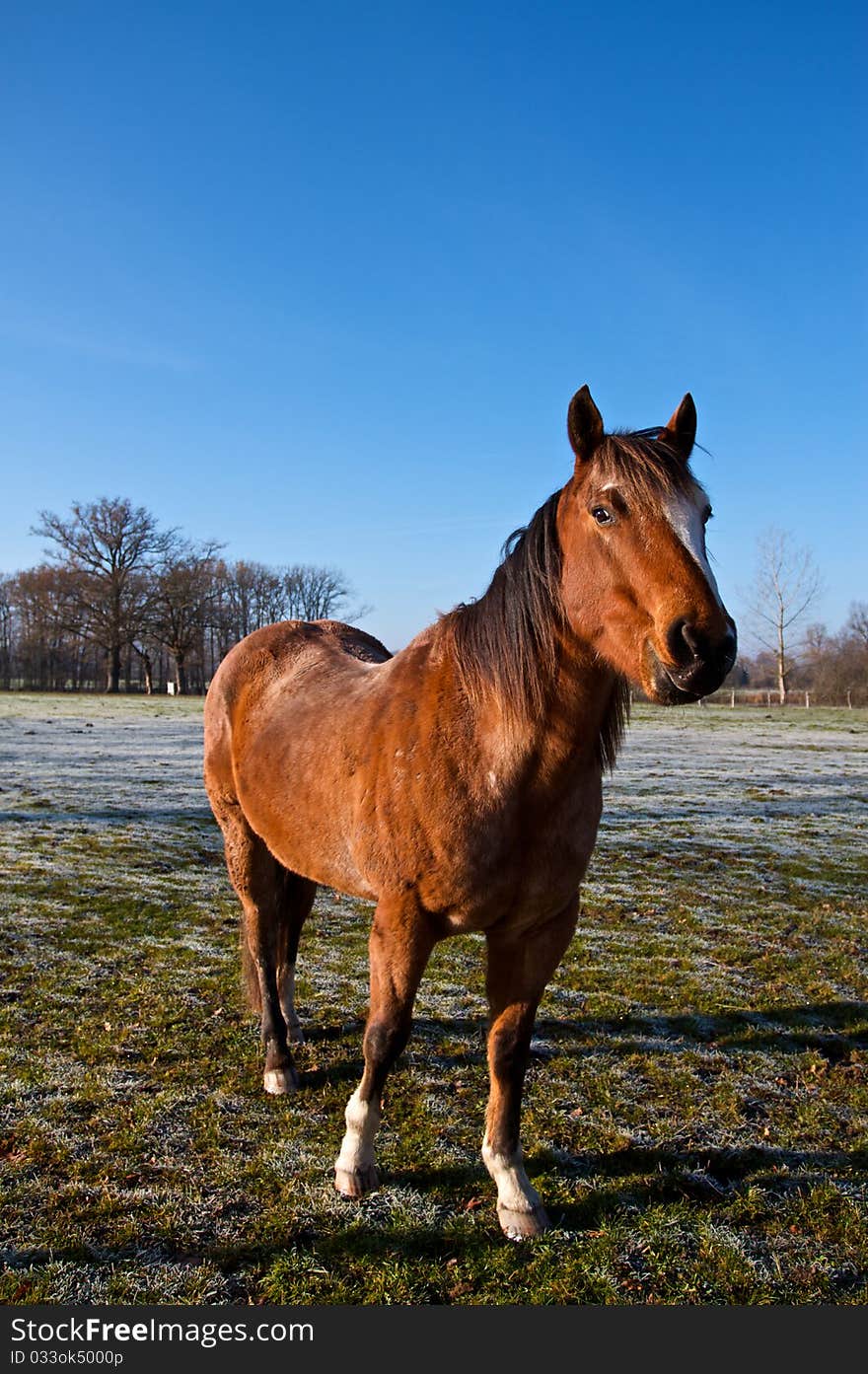 Horse during winter in french farm.