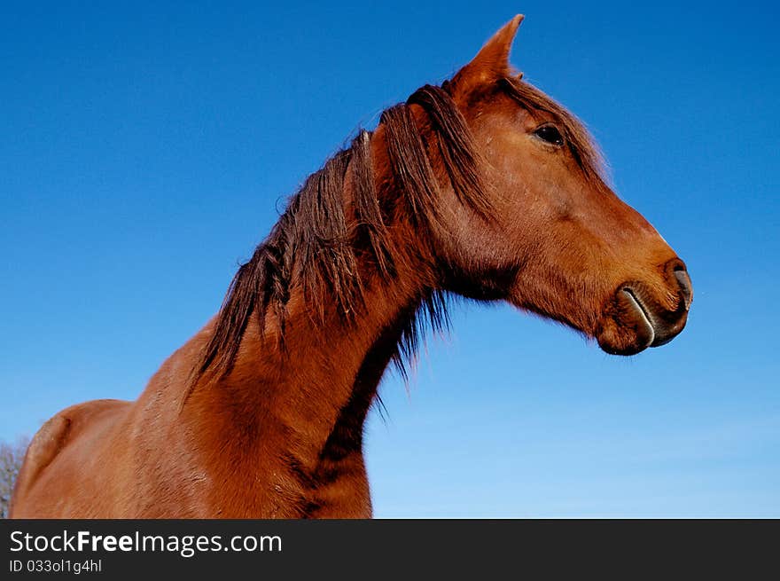 Horse during winter in french farm.