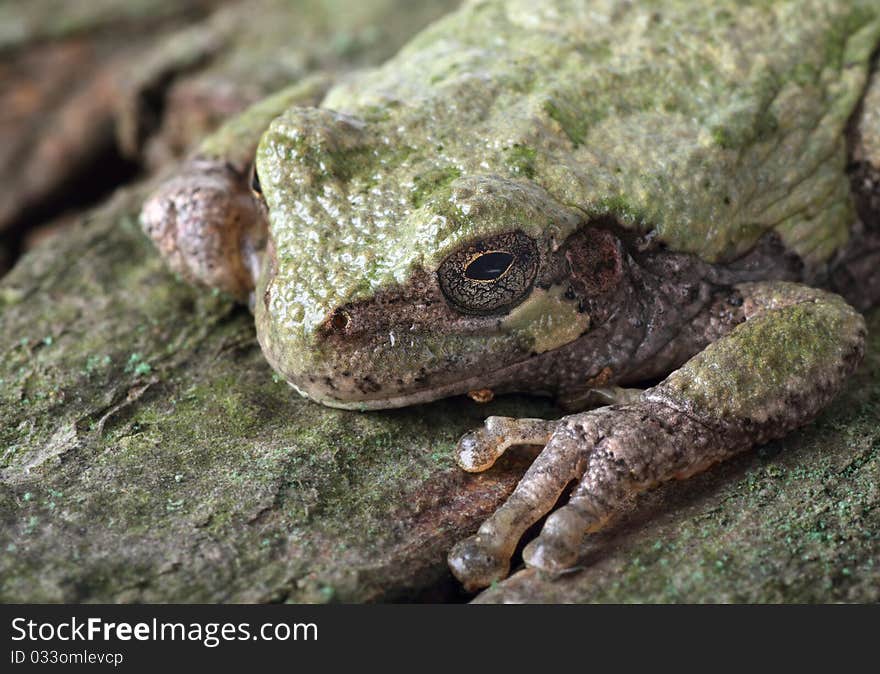 Eastern Gray Treefrog, Hyla versicolor