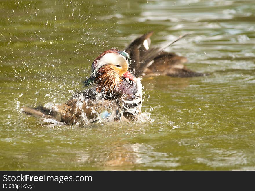 Mandarin Duck Drake Splashing water