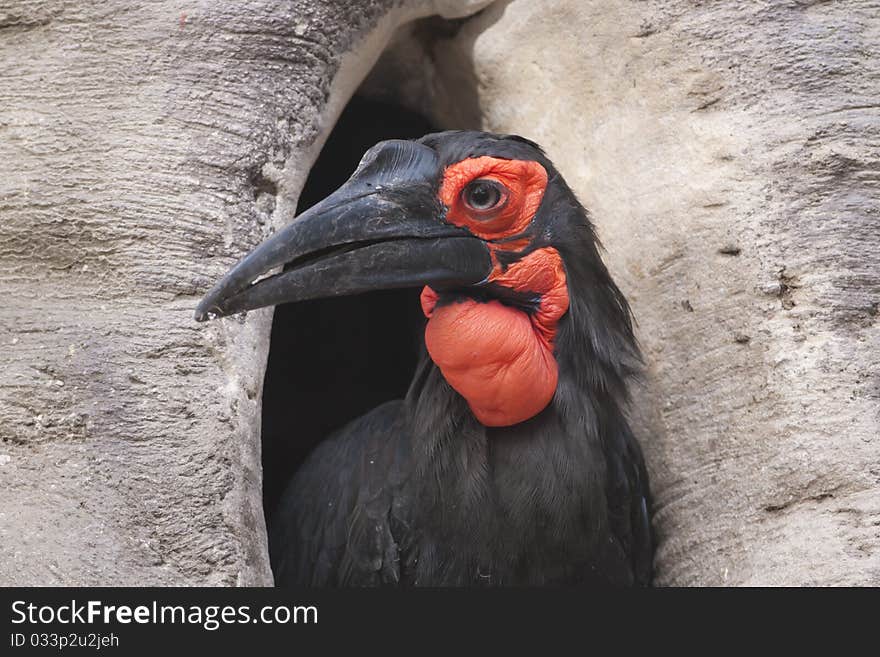 Cafer or Southern Ground Hornbill Portrait