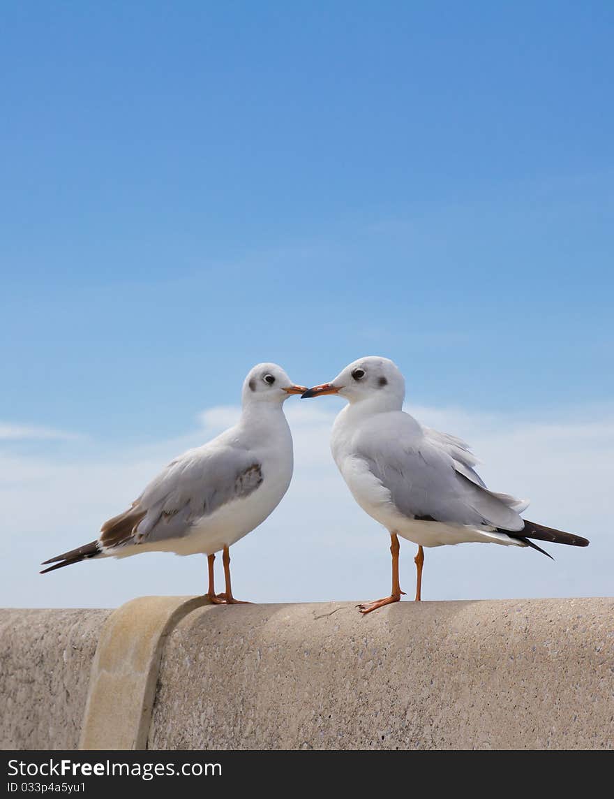 Seagull standing on concrete