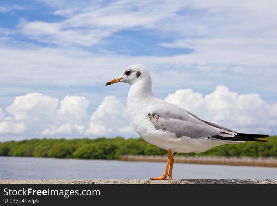 Seagull standing on concrete