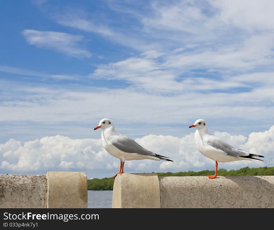 Seagull Standing On Concrete