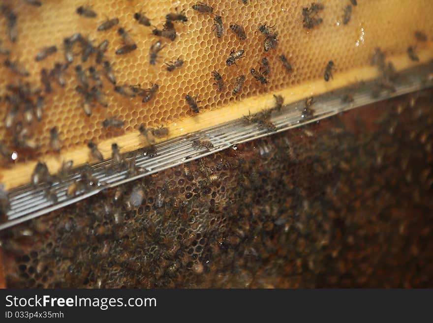 Detail of honeycomb with bees