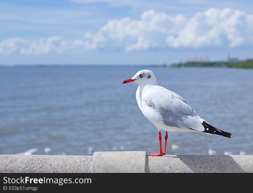 Seagull standing on concrete