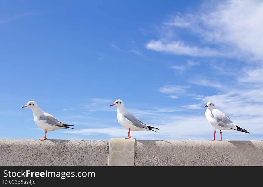 Seagull standing on concrete