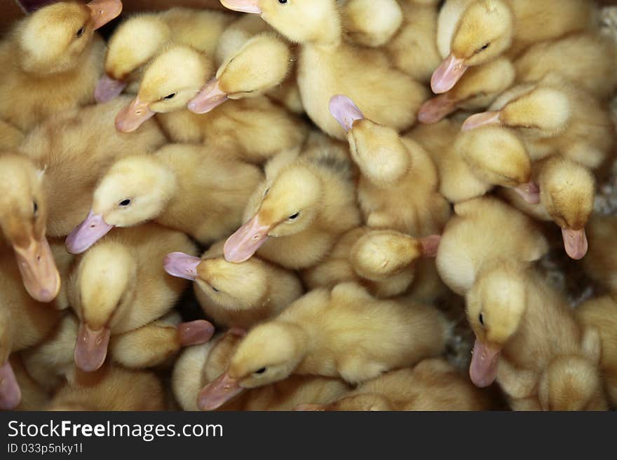 Group of ducklings on a farm